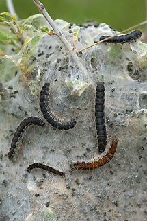 Small eggar moth caterpillars  Eriogaster lanestris,Geotagged,Italy,Small eggar,Spring