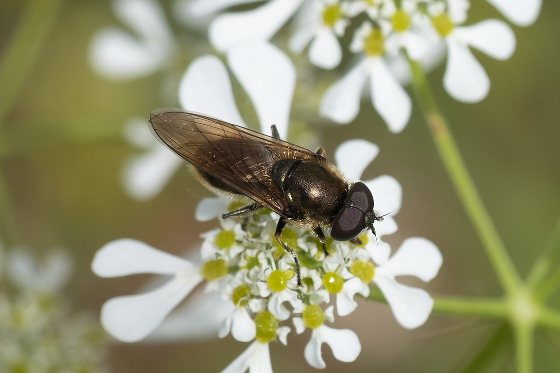 bronze flower fly  Geotagged,Italy,Spring