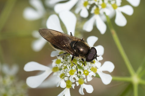 bronze flower fly  Geotagged,Italy,Spring