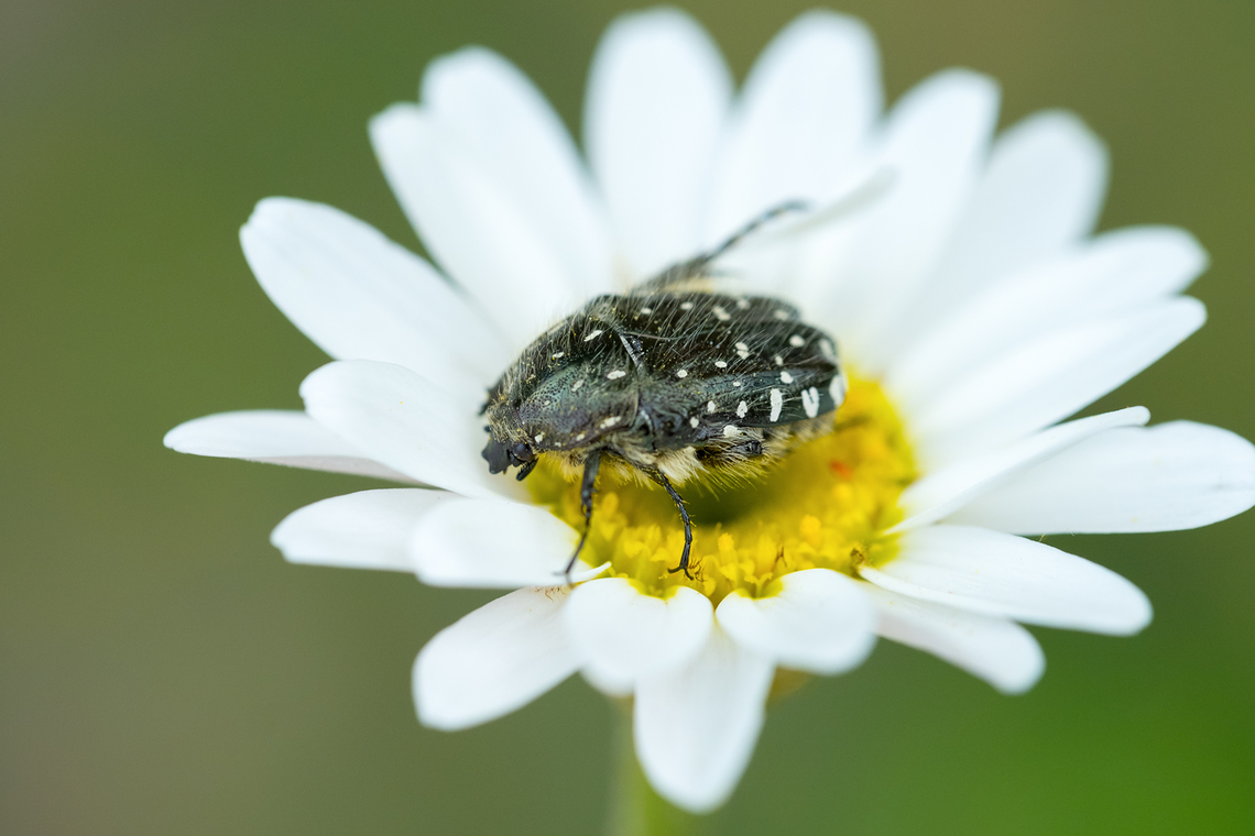 Mediterranean Spotted Chafer  Geotagged,Italy,Oxythyrea funesta,Spring