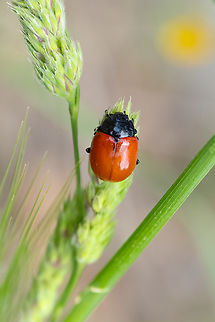 Chrysolina lucida