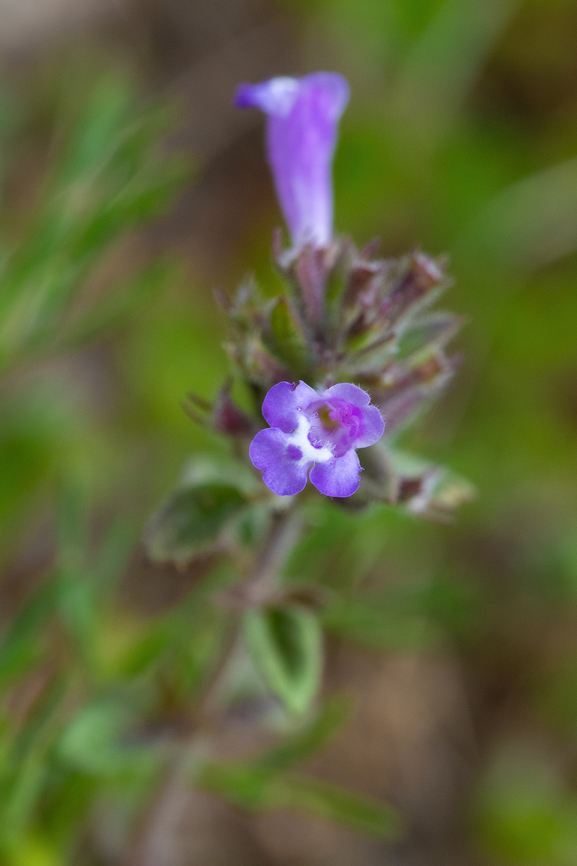 Tiny purple flowers. Thyme sp.?  Clinopodium alpinum,Geotagged,Italy,Rock thyme,Spring