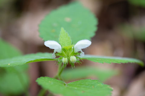 White dead-nettle  Geotagged,Italy,Lamium album,Spring,White Deadnettle