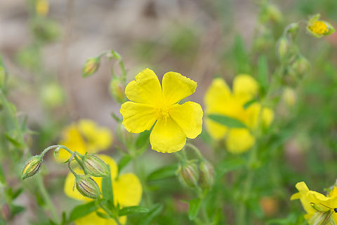 Common rock-rose  Common Rock-Rose,Geotagged,Helianthemum nummularium,Italy,Spring