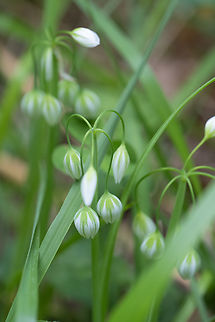 Italian garlic  Allium pendulinum,Geotagged,Italian garlic,Italy,Spring