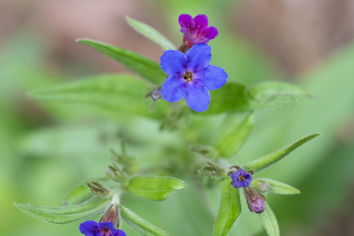purple gromwell  Aegonychon purpurocaeruleum,Geotagged,Italy,Purple Gromwell,Spring