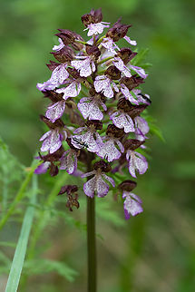 Lady orchid  Geotagged,Italy,Lady orchid,Orchis purpurea,Spring