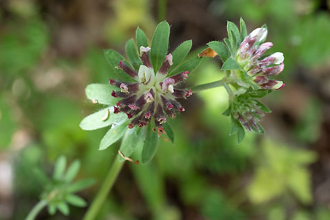 Clover sp.  Geotagged,Italy,Spring