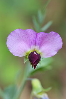 common vetch  Common vetch,Geotagged,Italy,Spring,Vicia sativa