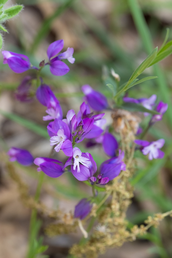 Milkwort - Polygala sp. From distribution it appears that it could be P. major, P. vulgaris, P. nicaeensis, P. alpestris or P. serpyllifolia. I'm not sure how to tell them apart. Geotagged,Italy,Spring