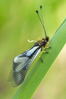 milky owlfly  Geotagged,Italy,Libelloides lacteus,Spring,milky owlfly