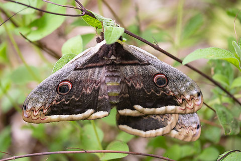 giant peacock moth  Geotagged,Giant Peacock Moth,Italy,Saturnia pyri,Spring