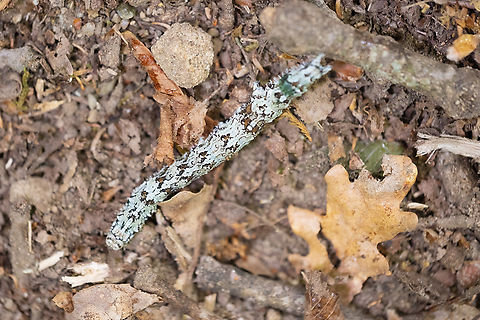 light crimson underwing caterpillar of the Catocala promissa moth Catocala promissa,Geotagged,Italy,Spring