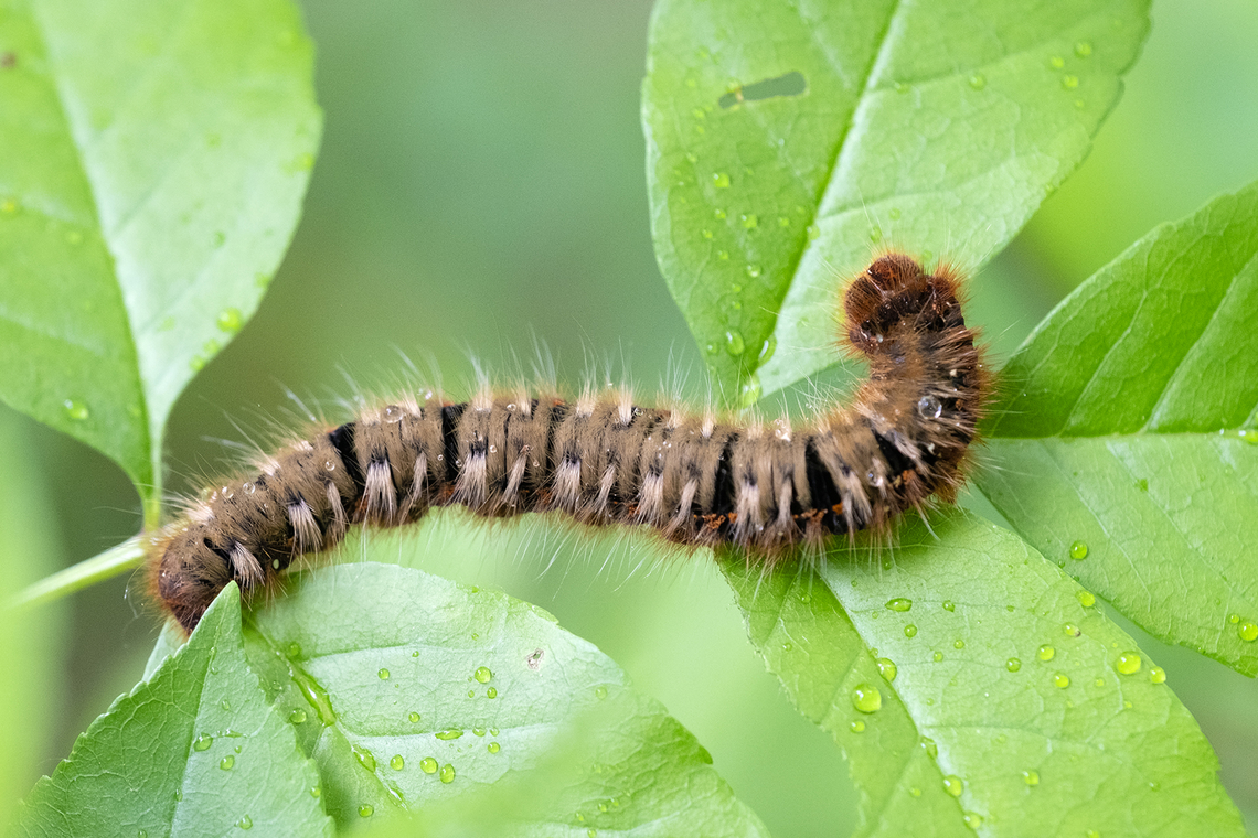 oak eggar caterpillar  Geotagged,Italy,Lasiocampa quercus,Oak Eggar,Spring