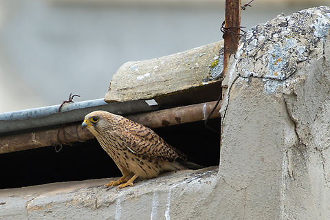 Mama kestrel There was a large nest of kestrels directly across from our B&B balcony in Matera. I think I counted no fewer than 5 fledgelings. The city appears to be encouraging them, many buildings had signs on them that they were hosting kestrel nesting boxes. These ones appear to have found a spot they liked without any extra help. It seemed that they were very effective pigeon (rock dove) control... though the city is old and full of crevices the pigeon population was quite small.  Common Kestrel,Falco tinnunculus,Geotagged,Italy,Spring