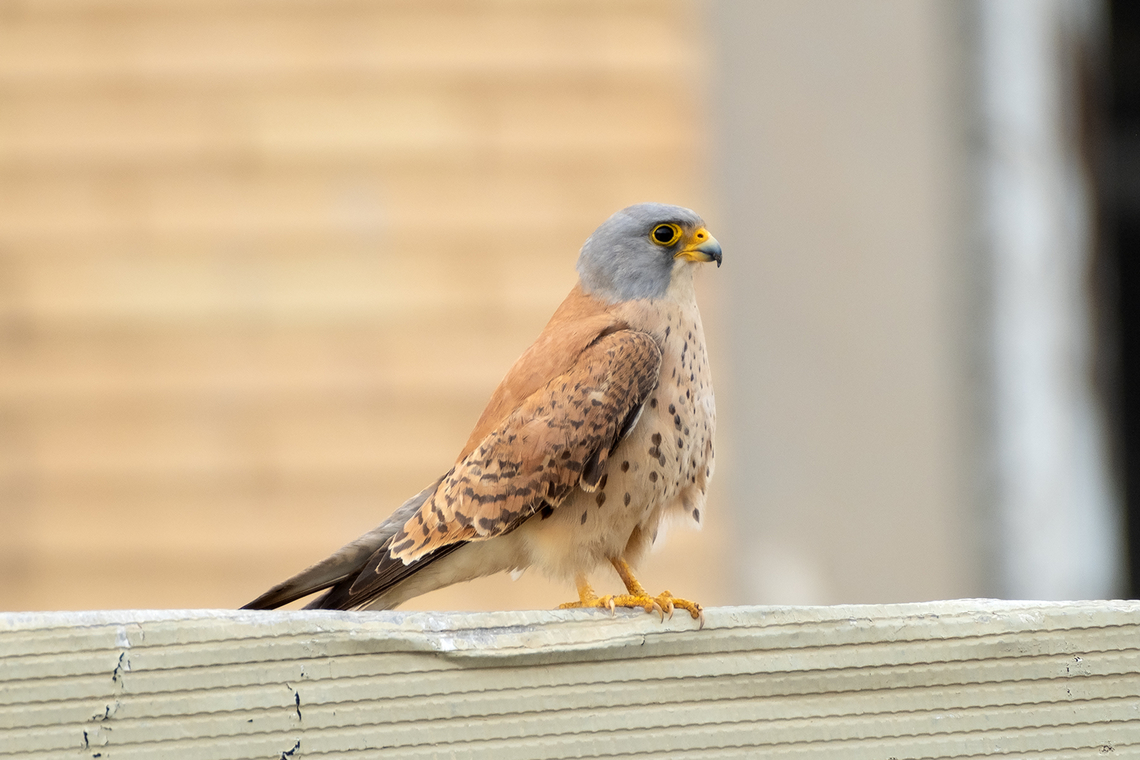 Papa kestrel He was mainly just hanging out keeping a good eye on the surroundings Common Kestrel,Falco tinnunculus,Geotagged,Italy,Spring
