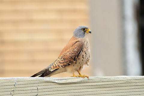 Papa kestrel He was mainly just hanging out keeping a good eye on the surroundings Common Kestrel,Falco tinnunculus,Geotagged,Italy,Spring
