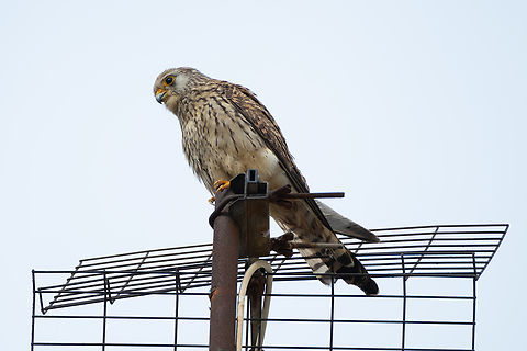 fledgeling kestrel I think there were at least 4-5 in the nest. They were at the point where they were going out and taking short flights. Common Kestrel,Falco tinnunculus,Geotagged,Italy,Spring