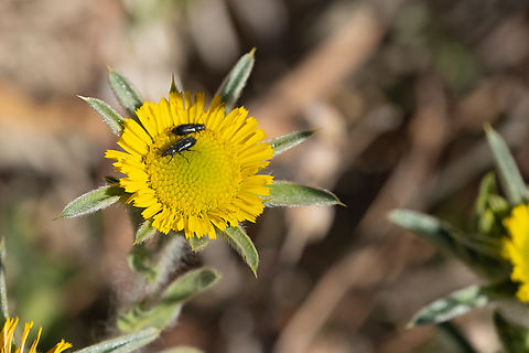 Spiny starwort and a few bonus beetles Geotagged,Italy,Pallenis spinosa,Spiny Starwort,Spring