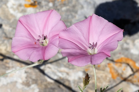 elegant bindweed  Convolvulus elegantissimus,Geotagged,Italy,Spring,elegant bindweed