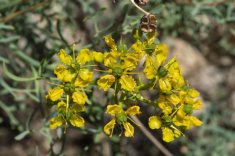 common rue contact can cause photosensitivity and blistering..  I think my husband may have brushed this on our hike and then put sunscreen on the backs of his hands. Both of them were covered in little blisters after that day and we couldn't figure out what he was reacting to... fortunately it wasn't itchy or painful. Common rue,Geotagged,Italy,Ruta graveolens,Spring