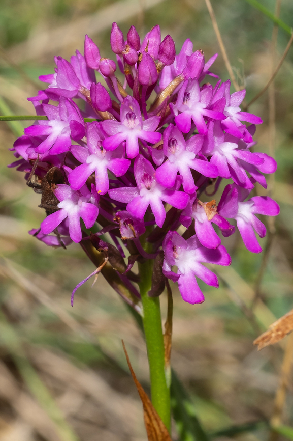 pyramidal orchid who knew... so many wild orchids Anacamptis pyramidalis,Geotagged,Italy,Pyramidal Orchid,Spring