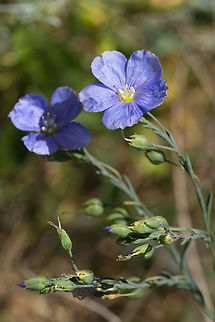 beautiful flax  Geotagged,Italy,Linum narbonense,Spring