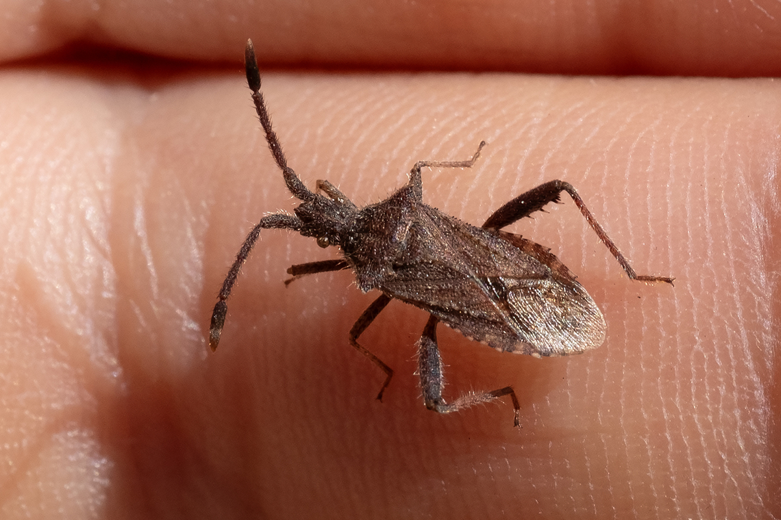 Coriomeris sp. plant bug not sure if this is C. denticulatus or C. hirticornis, both appear to be possible in this location and I don&#039;t see any really obvious differences..  Geotagged,Italy,Spring