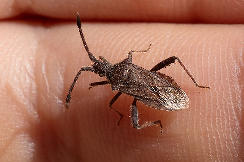 Coriomeris sp. plant bug not sure if this is C. denticulatus or C. hirticornis, both appear to be possible in this location and I don't see any really obvious differences..  Geotagged,Italy,Spring