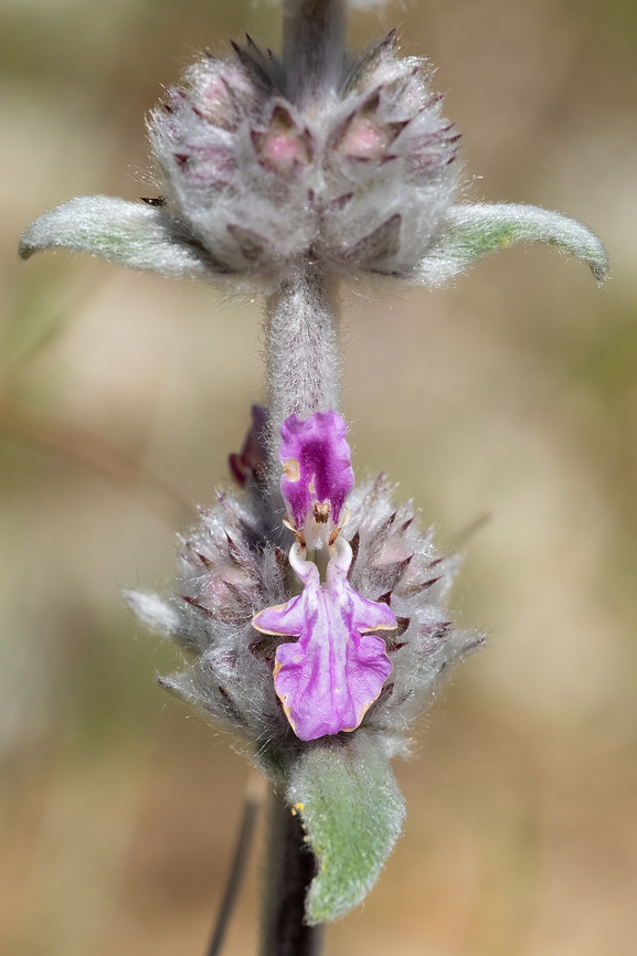 Downy Woundwort  Geotagged,German hedgenettle,Italy,Spring,Stachys germanica