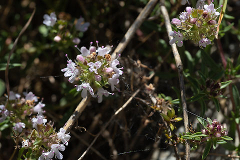 pennyroyal  Geotagged,Italy,Mentha pulegium,Pennyroyal,Spring