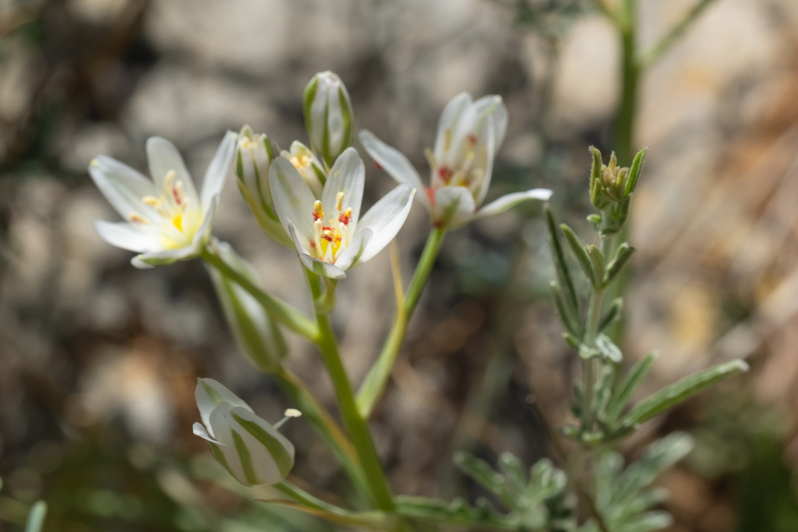 Star-of-Bethlehem Ornithogalum sp. Multiple possibilities including O. narbonense, O. umbellatum, O. orthophyllum, O. baeticum or O. divergens<br />
Little red mites appear to be quite attracted to them. The red isn't part of the flowers..  Geotagged,Italy,Spring
