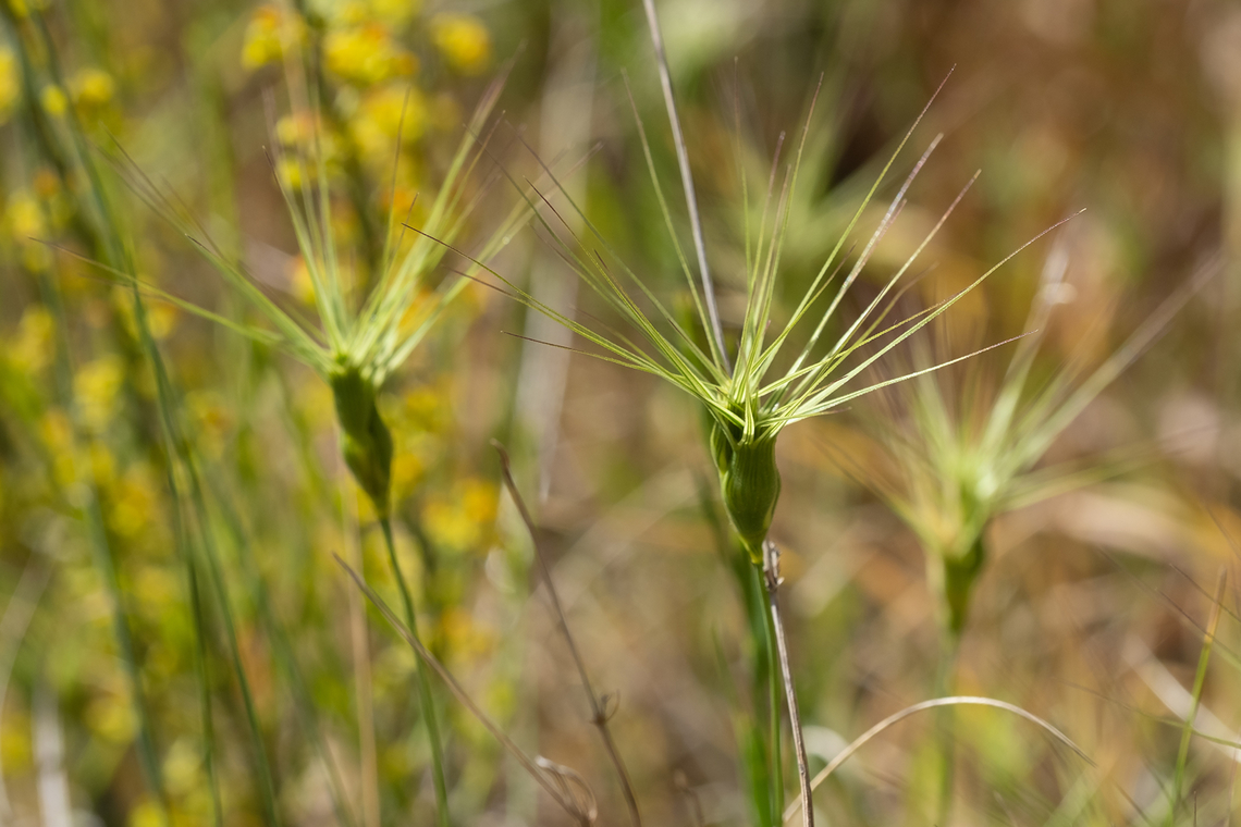 Goat grass likely either Aegilops neglecta or Aegilops geniculata  Geotagged,Italy,Spring