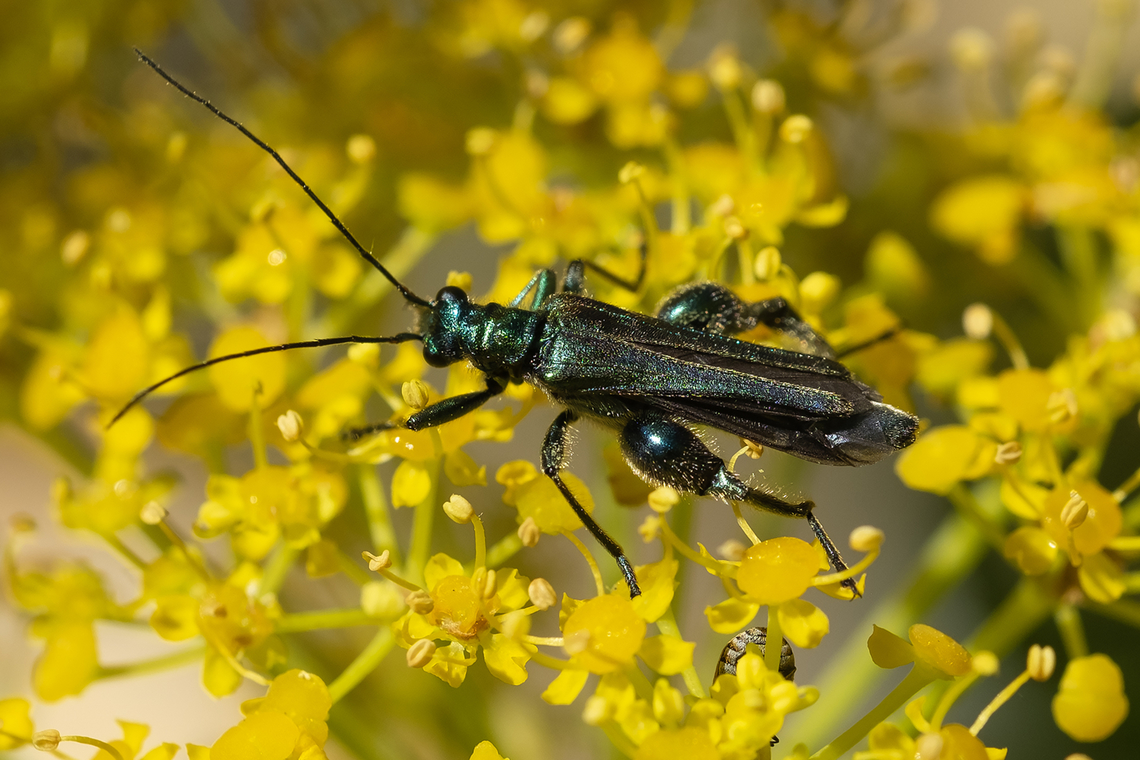 thick-legged flower beetle  Geotagged,Italy,Oedemera nobilis,Spring,Swollen-Thighed Beetle