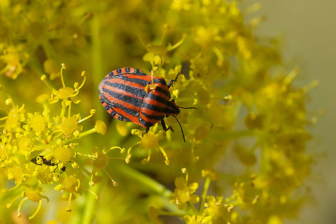 minstrel bug  Geotagged,Graphosoma italicum,Italy,Minstrel Bug,Spring