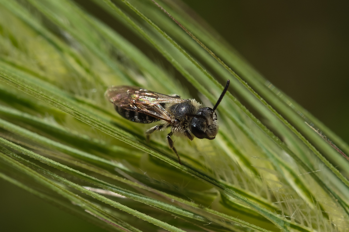 small black bee here in the states I'd hazard a guess that this might be a Halictus sp. but I'm a little lost in Europe... If anyone's got resources other than INaturalist (which I've mainly been using) I'm all ears. Geotagged,Italy,Spring