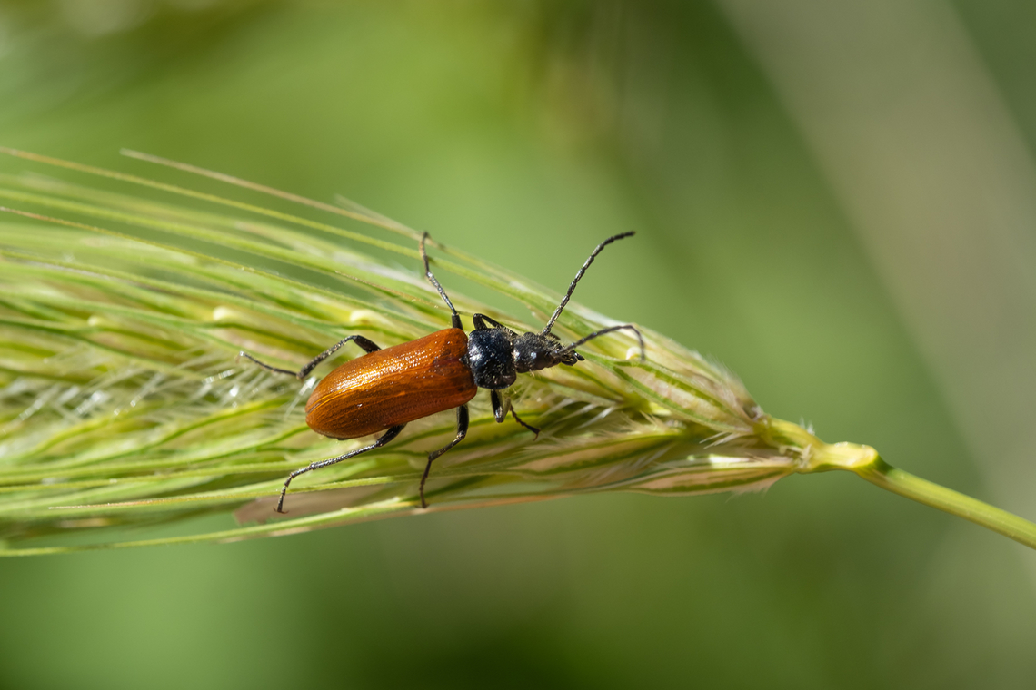 Omophlus sp. comb clawed beetle  Geotagged,Italy,Spring