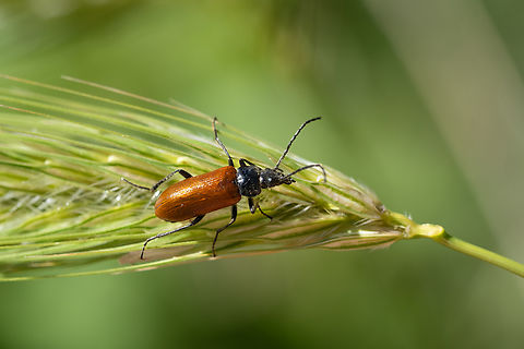 Omophlus sp. comb clawed beetle  Geotagged,Italy,Spring