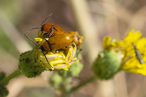 daffodil leaf-beetles  Daffodil Leaf-Beetle,Exosoma lusitanicum,Geotagged,Italy,Spring