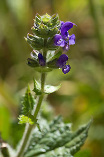 wild clary  Geotagged,Italy,Salvia verbenaca,Spring,Wild Clary