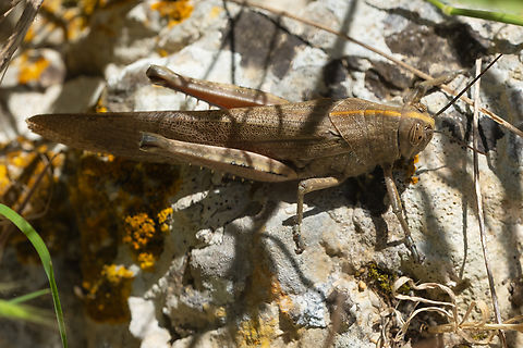 Egyptian locust  Anacridium aegyptium,Anacridium aegyptum,Geotagged,Italy,Spring