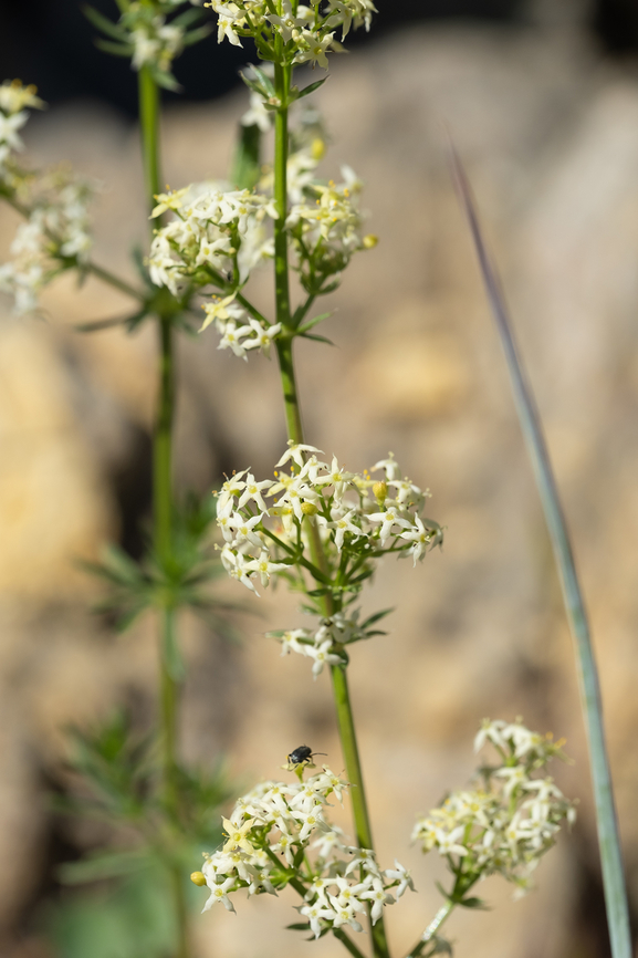 white bedstraw  Galium album,Geotagged,Italy,Spring,White bedstraw