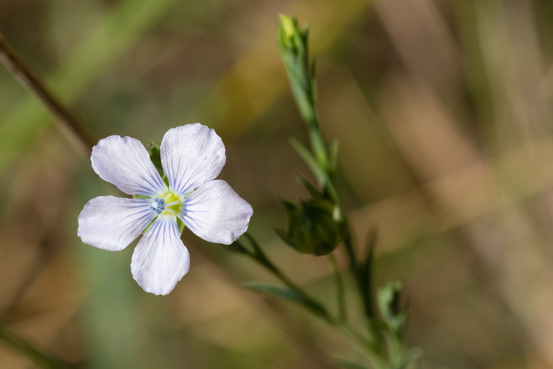 pale flax  Geotagged,Italy,Linum bienne,Pale Flax,Spring