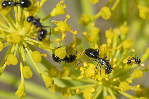 hairy black carpenter ant  Camponotus vagus,Geotagged,Italy,Spring