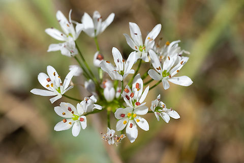Hairy garlic I'd swear this is a saxifrage... but I'm not finding a good match. Not in the stonecrops either.  Allium subhirsutum,Geotagged,Hairy garlic,Italy,Spring