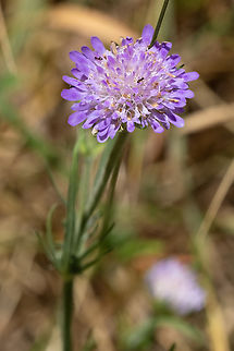 Field Scabious  Field Scabious,Geotagged,Italy,Knautia arvensis,Spring