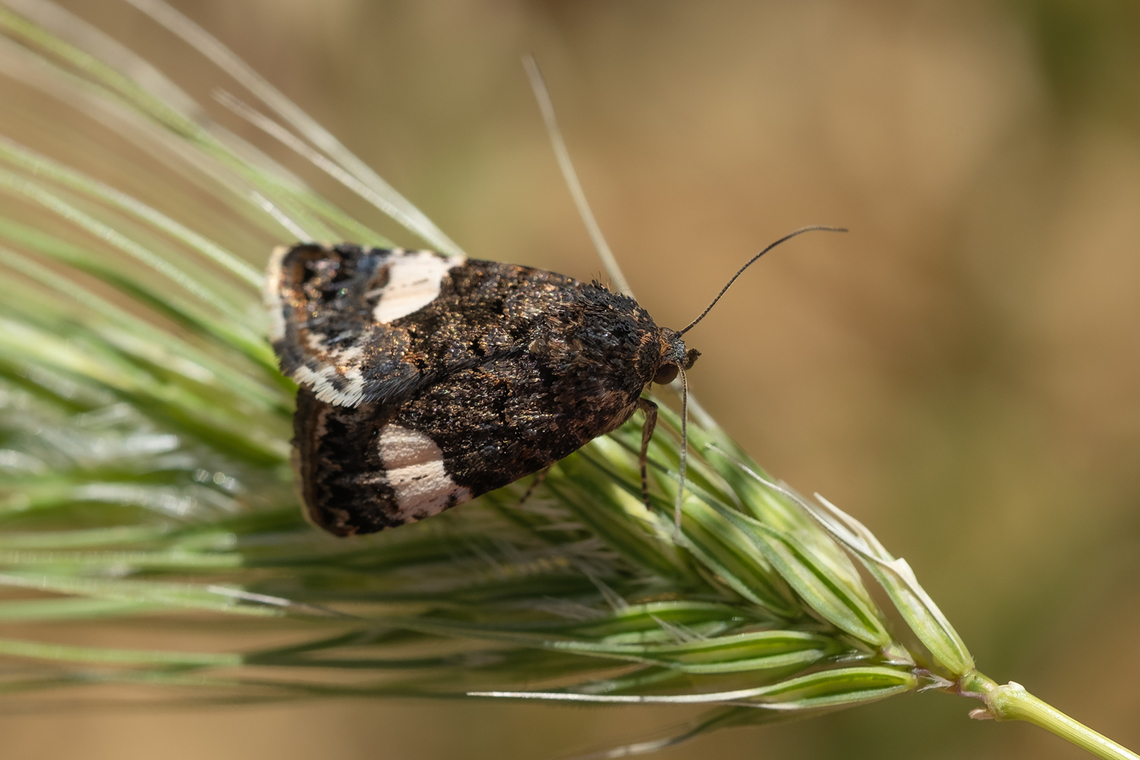four-spotted moth  Geotagged,Italy,Spring,Tyta luctuosa