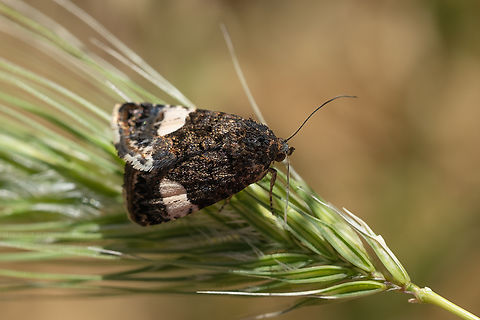 four-spotted moth  Geotagged,Italy,Spring,Tyta luctuosa