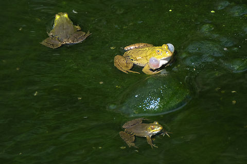Pool frog  Geotagged,Italy,Pelophylax lessonae,Pool Frog,Spring