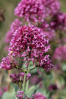 red valerian  Centranthus ruber,Geotagged,Italy,Red valerian,Spring